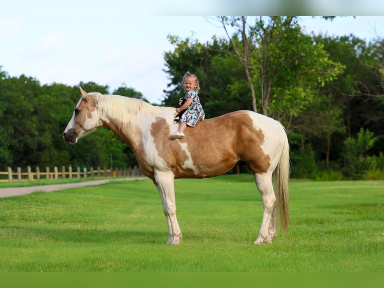 American Paint Horse Wałach 14 lat Srokata in Forney