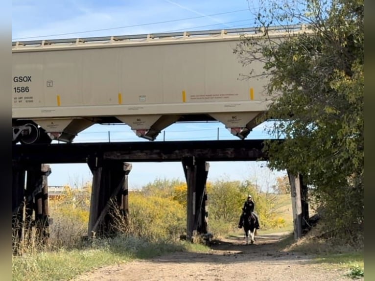 American Paint Horse Wałach 15 lat 145 cm Gniadodereszowata in Weatherford TX