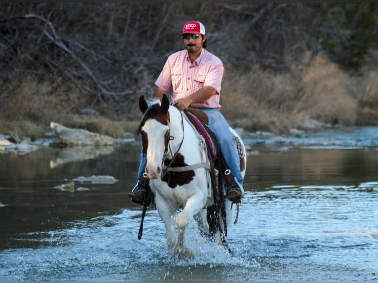 American Paint Horse Wałach 15 lat 152 cm Tobiano wszelkich maści in Stephenville