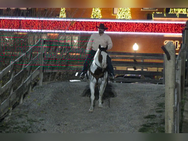 American Paint Horse Wałach 15 lat 152 cm Tobiano wszelkich maści in Stephenville