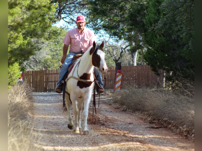 American Paint Horse Wałach 15 lat 152 cm Tobiano wszelkich maści in Stephenville