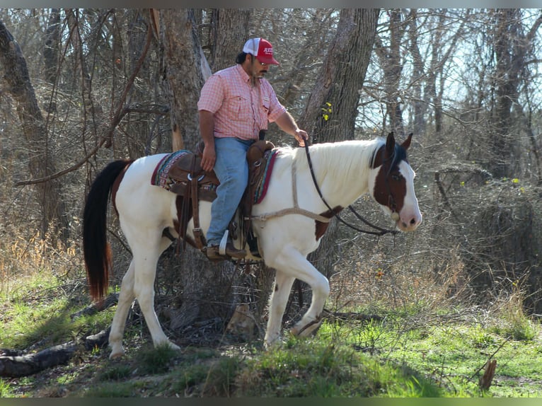 American Paint Horse Wałach 15 lat 152 cm Tobiano wszelkich maści in Stephenville