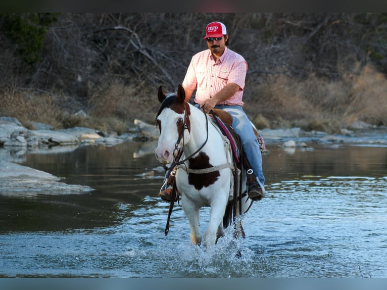 American Paint Horse Wałach 15 lat 152 cm Tobiano wszelkich maści in Stephenville