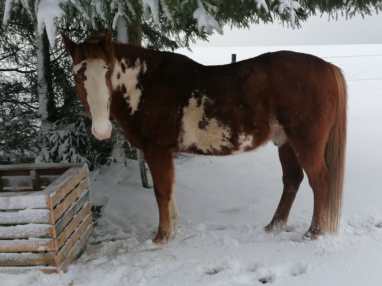 American Paint Horse Wałach 15 lat 154 cm Overo wszelkich maści in Morbach