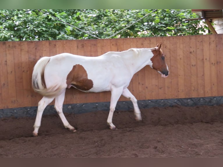 American Paint Horse Wałach 15 lat 160 cm Tobiano wszelkich maści in Reutlingen