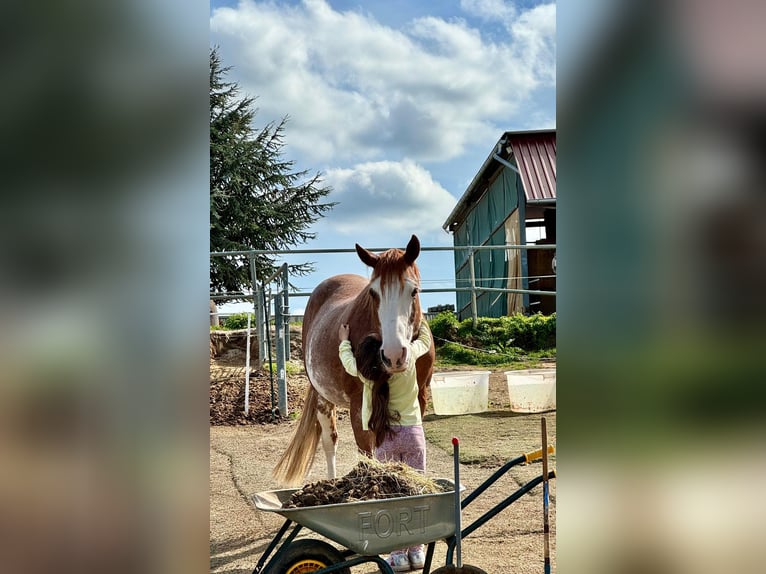 American Paint Horse Wałach 16 lat 147 cm Overo wszelkich maści in Otzberg