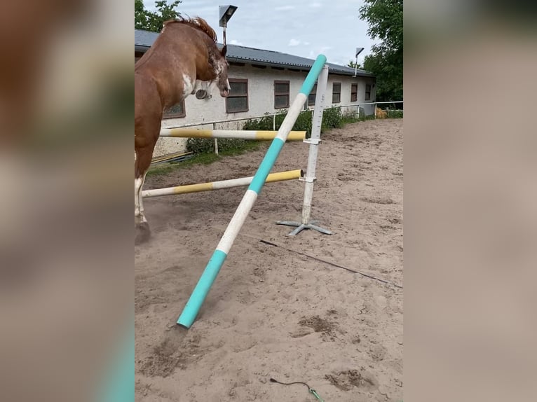 American Paint Horse Wałach 16 lat 147 cm Overo wszelkich maści in Otzberg