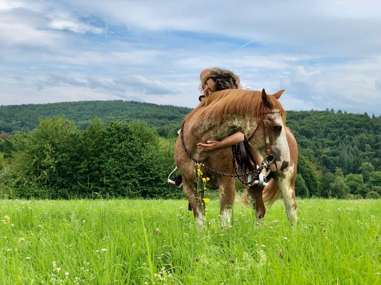 American Paint Horse Wałach 16 lat 147 cm Overo wszelkich maści in Otzberg