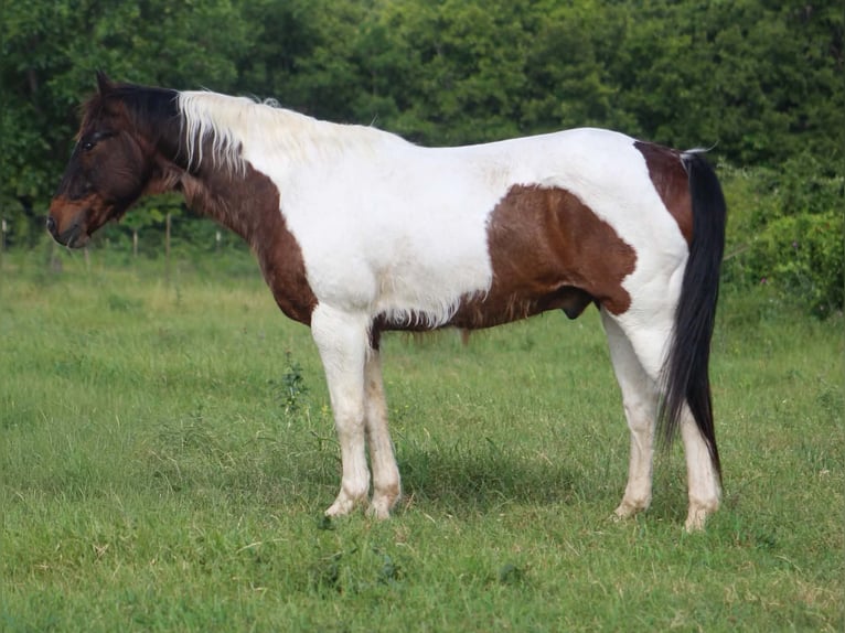 American Paint Horse Wałach 16 lat 163 cm Tobiano wszelkich maści in Poolville
