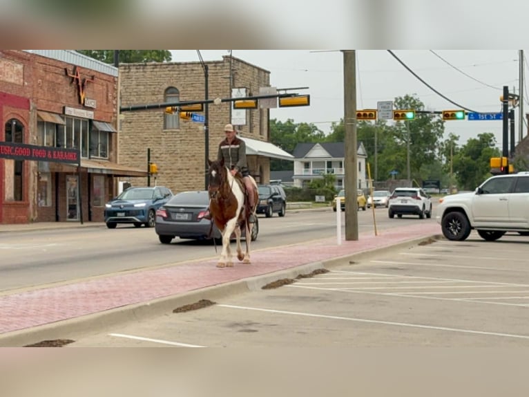 American Paint Horse Wałach 16 lat 163 cm Tobiano wszelkich maści in Poolville