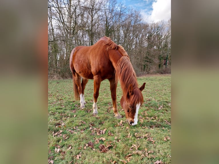 American Paint Horse Wałach 17 lat 150 cm Kasztanowata in Wegberg