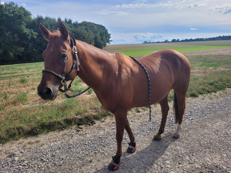 American Paint Horse Mix Wałach 17 lat 155 cm Kasztanowata in Eutingen im Gäu