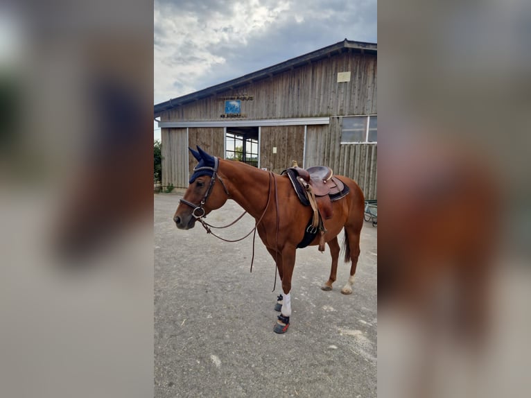 American Paint Horse Mix Wałach 17 lat 155 cm Kasztanowata in Eutingen im Gäu