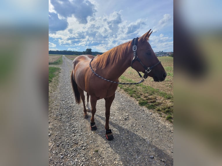 American Paint Horse Mix Wałach 17 lat 155 cm Kasztanowata in Eutingen im Gäu