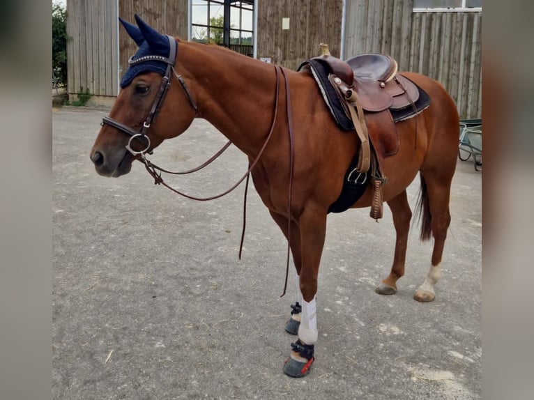American Paint Horse Mix Wałach 17 lat 155 cm Kasztanowata in Eutingen im Gäu