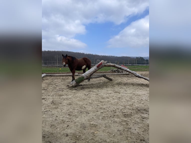 American Paint Horse Wałach 18 lat 142 cm Overo wszelkich maści in Freiamt