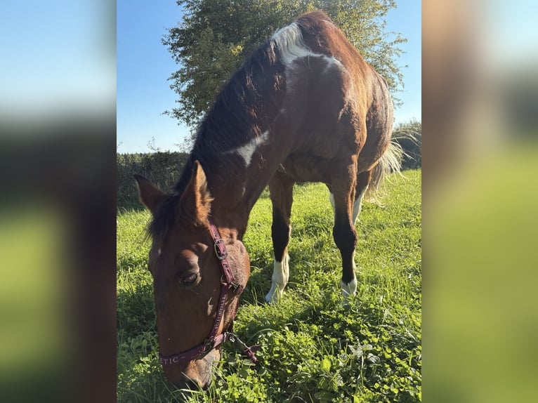 American Paint Horse Mix Wałach 19 lat 164 cm Srokata in Leibertingen