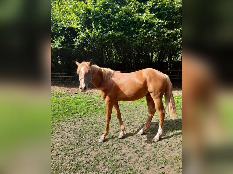 American Paint Horse Wałach 1 Rok 150 cm Kasztanowata in Erbendorf
