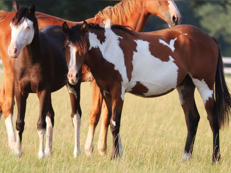 American Paint Horse Mix Wałach 1 Rok 155 cm Tobiano wszelkich maści in Oberhausen