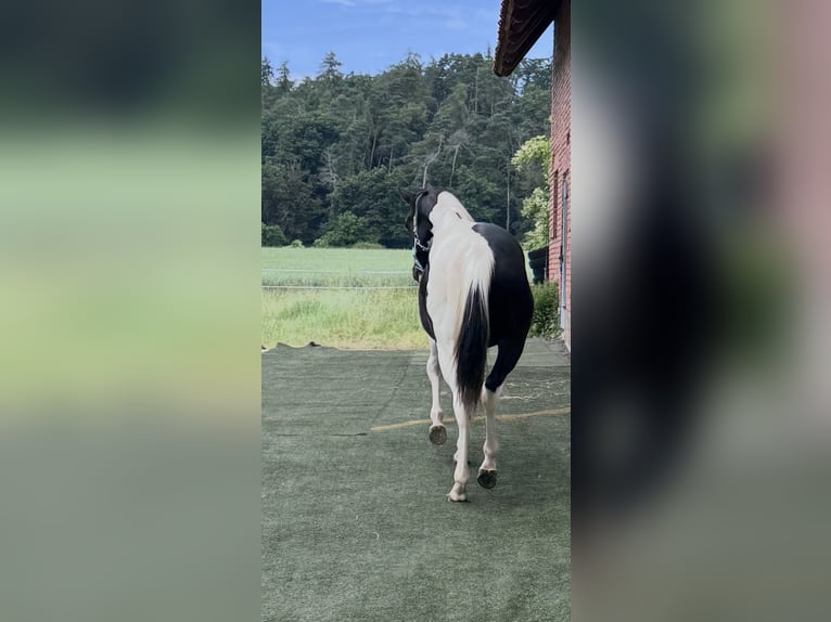 American Paint Horse Wałach 1 Rok 155 cm Tobiano wszelkich maści in Naumburg
