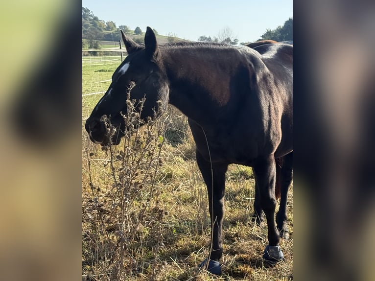 American Paint Horse Wałach 20 lat 145 cm Kara in Pohlheim