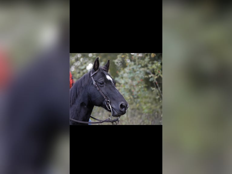 American Paint Horse Wałach 20 lat 145 cm Kara in Pohlheim