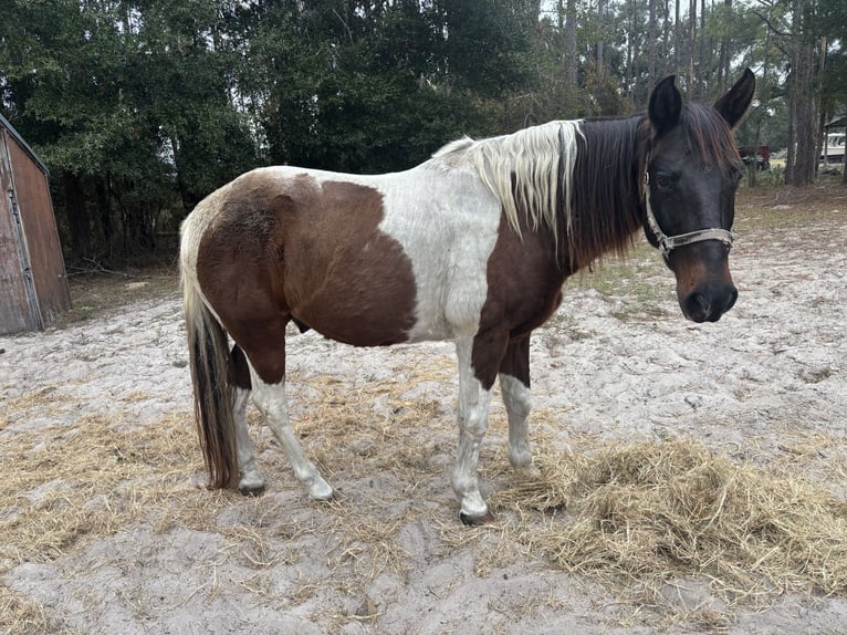 American Paint Horse Mix Wałach 20 lat 152 cm Gniada in Chiefland