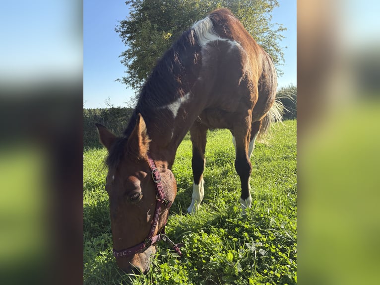 American Paint Horse Mix Wałach 20 lat 164 cm Srokata in Leibertingen