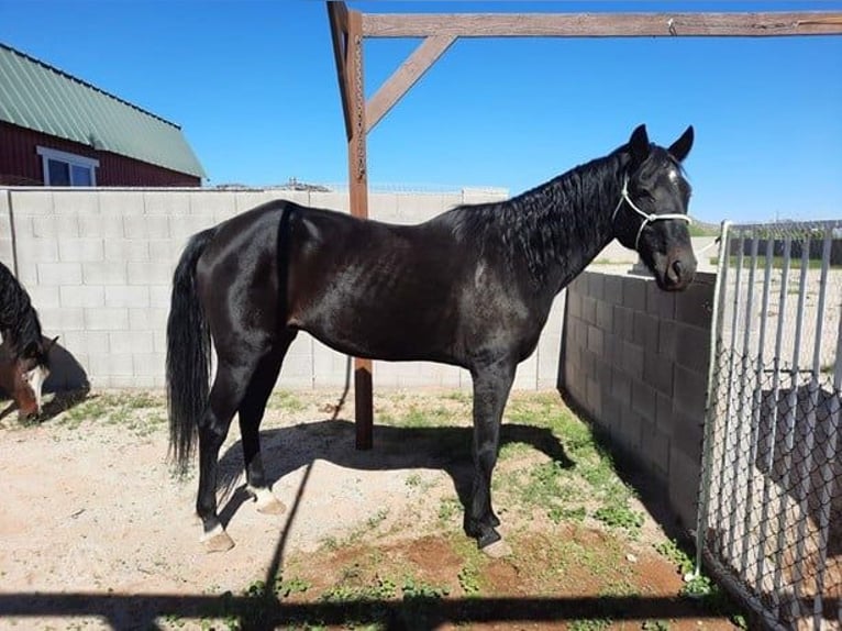American Paint Horse Wałach 20 lat Kara in San Tan Valley, AZ