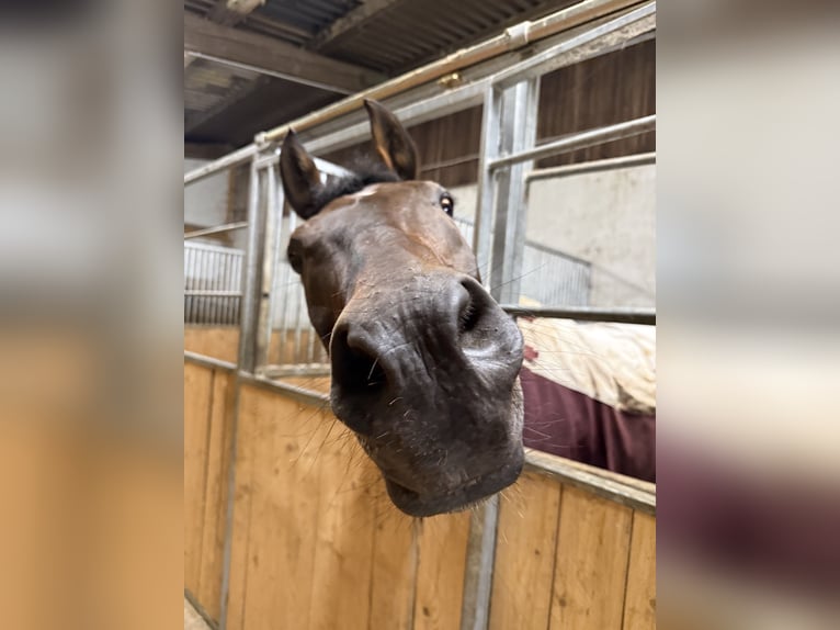 American Paint Horse Wałach 21 lat 158 cm Srokata in Schwaigern