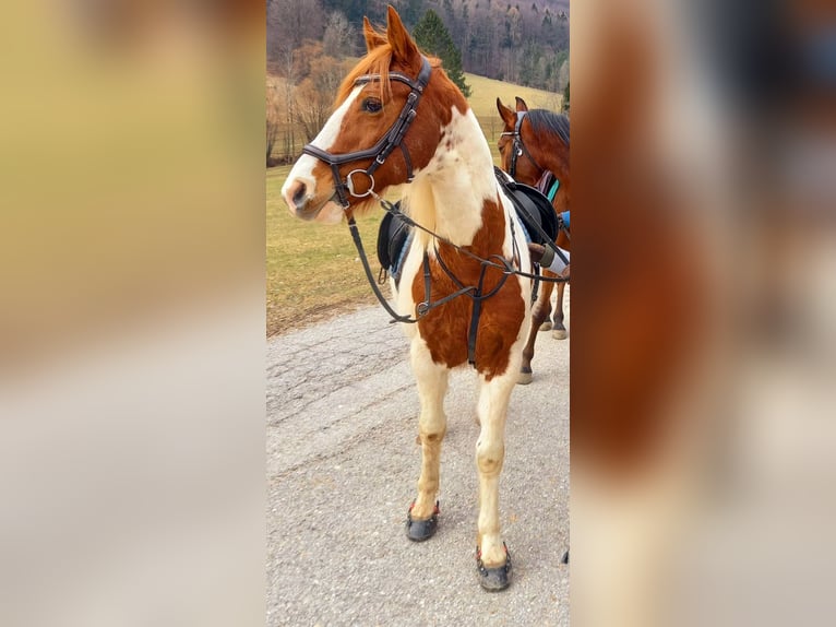 American Paint Horse Wałach 25 lat 147 cm  in Gresten
