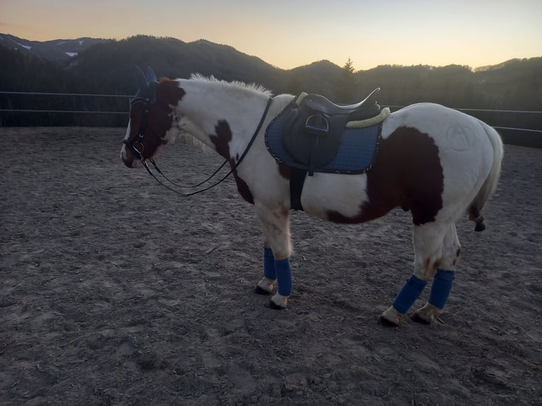 American Paint Horse Wałach 25 lat 147 cm  in Gresten