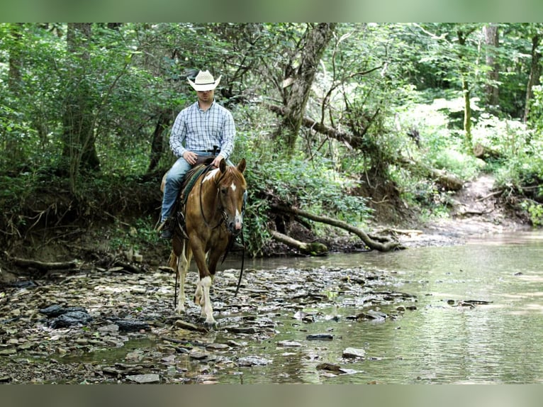 American Paint Horse Wałach 2 lat 142 cm Srokata in Henderson