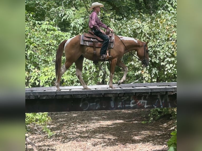 American Paint Horse Wałach 2 lat 142 cm Srokata in Henderson