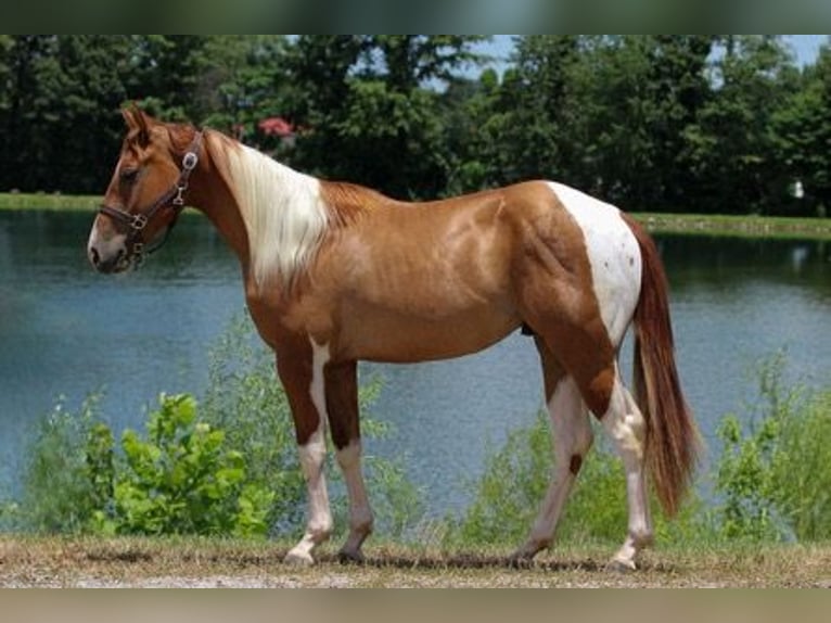 American Paint Horse Wałach 2 lat 142 cm Srokata in Henderson