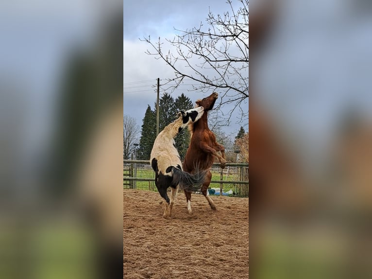 American Paint Horse Wałach 2 lat 148 cm Tovero wszelkich maści in Hennef