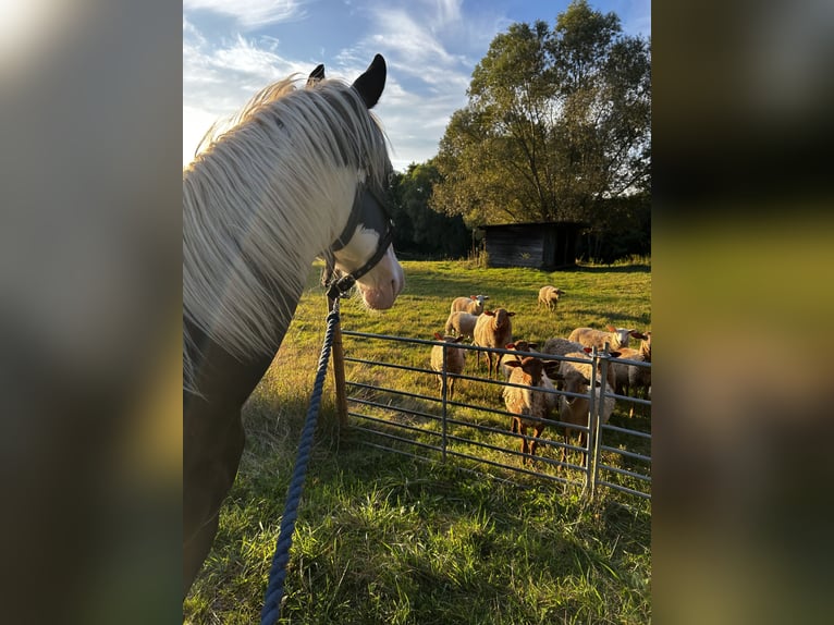American Paint Horse Wałach 2 lat 148 cm Tovero wszelkich maści in Hennef