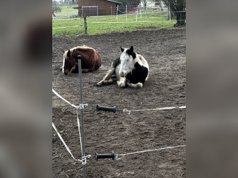 American Paint Horse Wałach 2 lat 148 cm Tovero wszelkich maści in Hennef