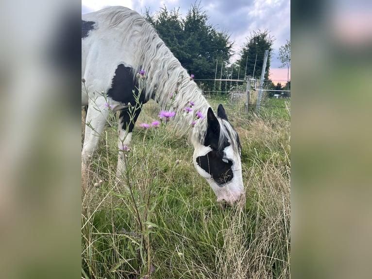 American Paint Horse Wałach 2 lat 148 cm Tovero wszelkich maści in Hennef