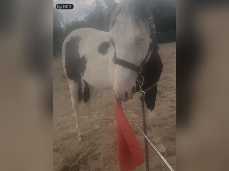 American Paint Horse Wałach 2 lat 148 cm Tovero wszelkich maści in Hennef