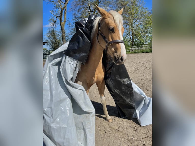 American Paint Horse Wałach 2 lat 150 cm Izabelowata in Südbrookmerland VictorburSüdbrookmerland