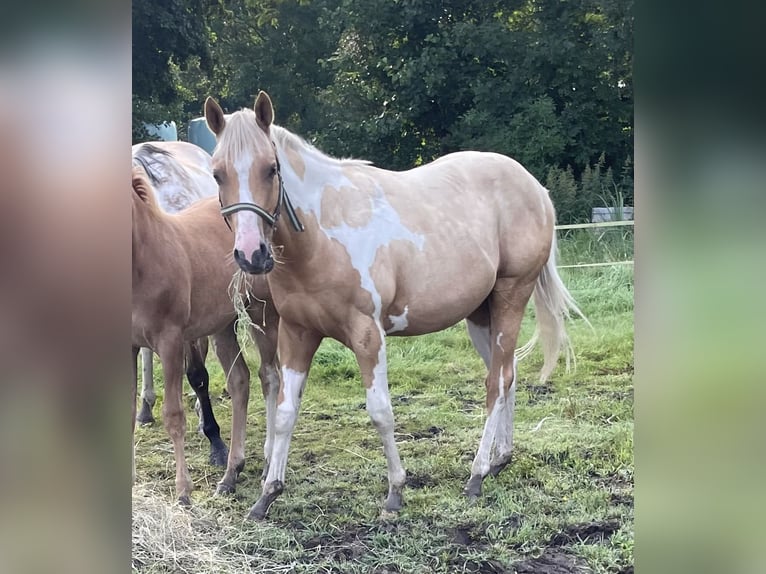 American Paint Horse Wałach 2 lat 150 cm Izabelowata in Südbrookmerland VictorburSüdbrookmerland