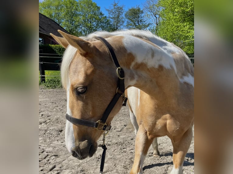 American Paint Horse Wałach 2 lat 150 cm Izabelowata in Südbrookmerland VictorburSüdbrookmerland