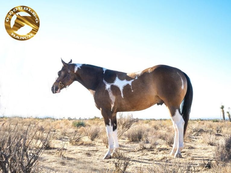 American Paint Horse Wałach 2 lat 152 cm Jelenia in Apple Valley