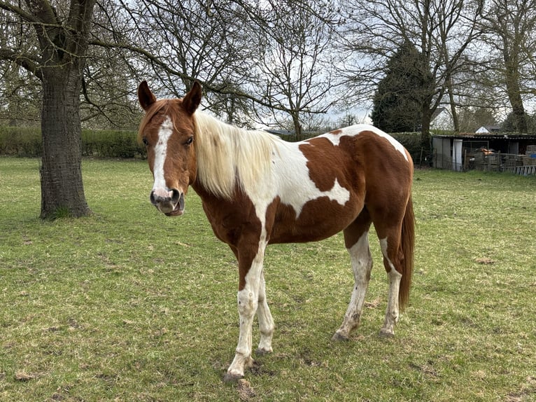American Paint Horse Wałach 2 lat 153 cm Tobiano wszelkich maści in Bemelen