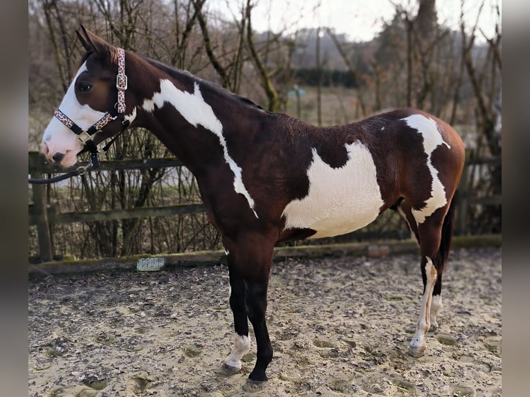 American Paint Horse Wałach 2 lat 154 cm Overo wszelkich maści in Reichshof