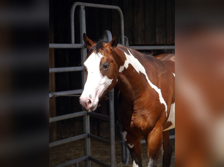 American Paint Horse Wałach 2 lat 154 cm Overo wszelkich maści in Reichshof