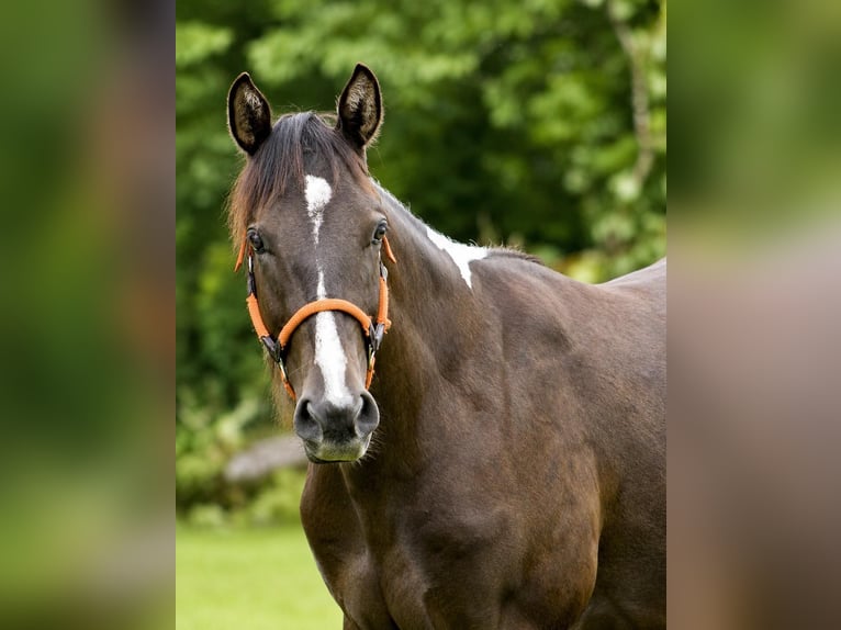 American Paint Horse Wałach 2 lat 155 cm Jelenia in Gemünden