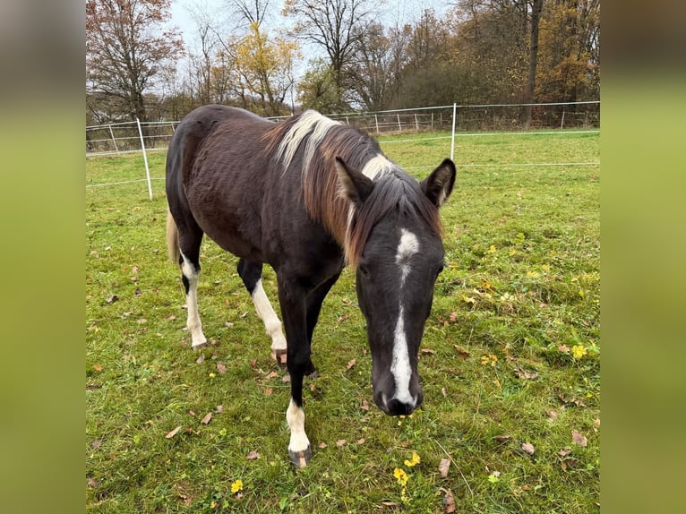 American Paint Horse Wałach 2 lat 155 cm Jelenia in Gemünden