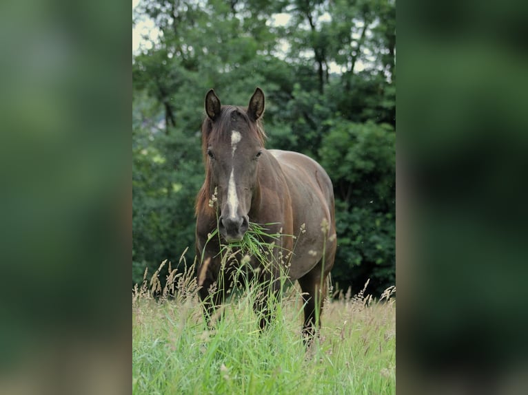 American Paint Horse Wałach 2 lat 155 cm Jelenia in Gemünden
